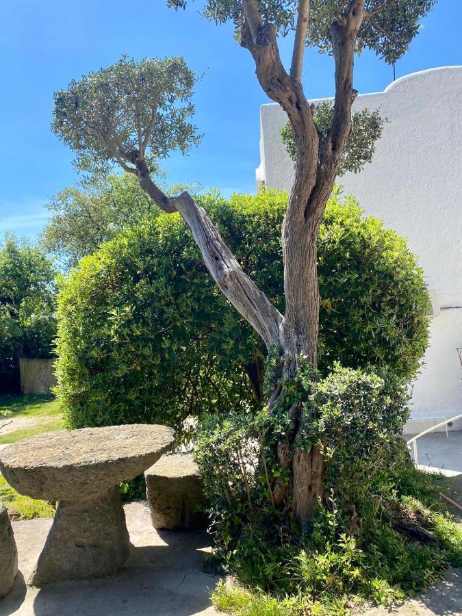 Villa Marecoco Forio di Ischia Eksteriør billede